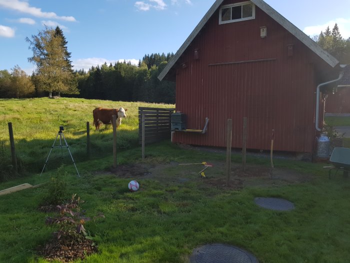 Röd lada med grönsaksland, skottkärra och en ko i hagen under en solig himmel.