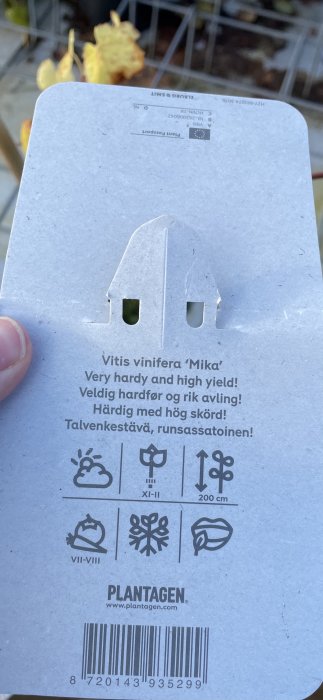 Etikett för Vitis vinifera 'Mika' med information om härdighet och skörd, köpt på Plantagen.