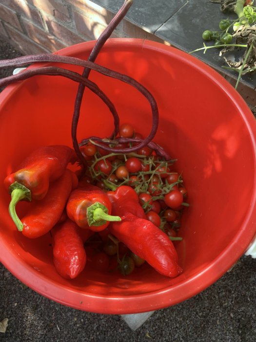 Röd hink med färsk skörd av röda paprikor och körsbärstomater, några gröna tomater och blad i bakgrunden.