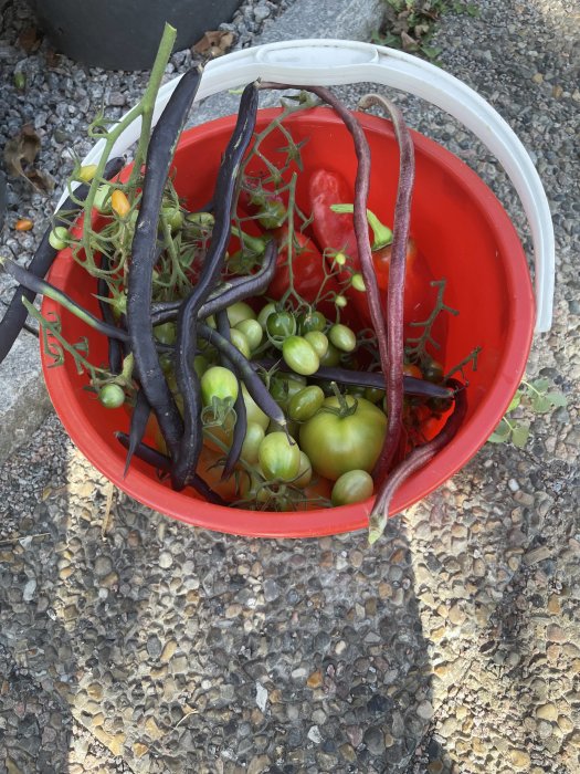 Röd hink med en blandning av gröna tomatklasar och flera långa, mörklila bönor, på grusunderlag.