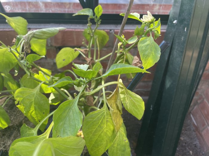Paprikaplanta med blad och blomknoppar vid ett fönster, synlig tillväxt och återblomning.