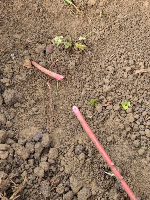 Skadad rosa fiberkabel synlig i brun jord med små växtdelar runtomkring, indikerar avbruten anslutning.