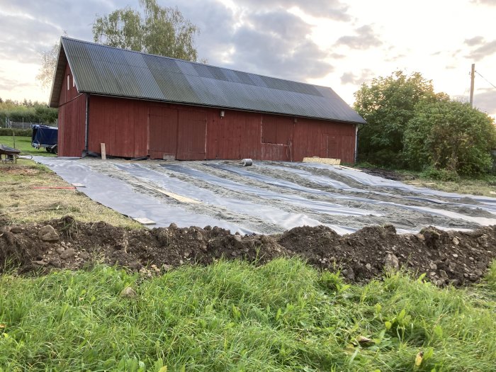 Område täckt med plast för att bekämpa parkslide, med grävt dike runt och stenmjöl på ytan, nära en röd ladugård.