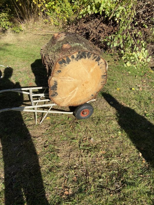 Stort trädstockavsnitt på en skottkärra i trädgården, redo för att kapas till ved.