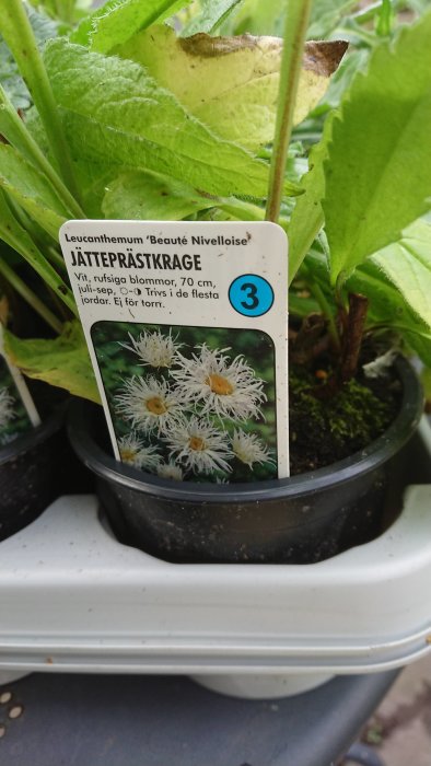 Leucanthemum 'Beauté Nivelloise', kruka med etikett och växande jätteprästkrage med fransiga blommor.