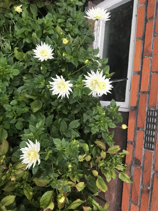 Dahlia blommor bredvid ett fönster på en tegelhusvägg.