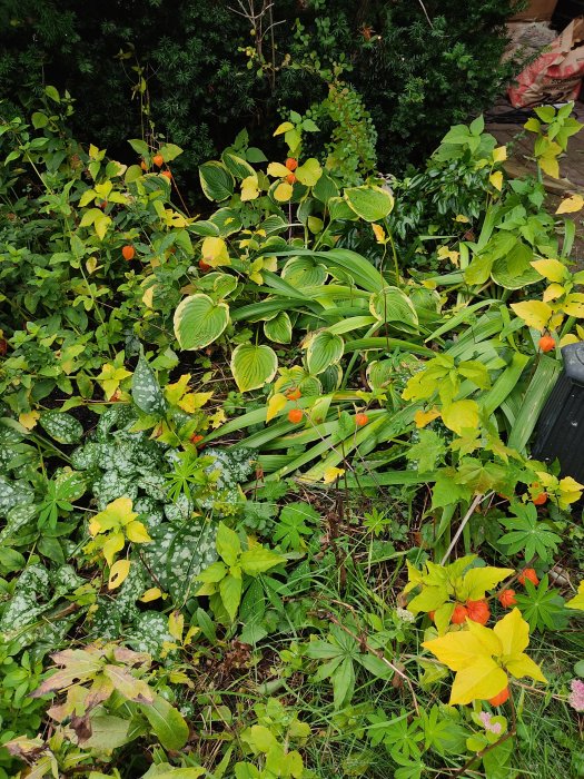 Lummig rabatt med blandade gröna och gulnande växter samt några blommor i trädgården.