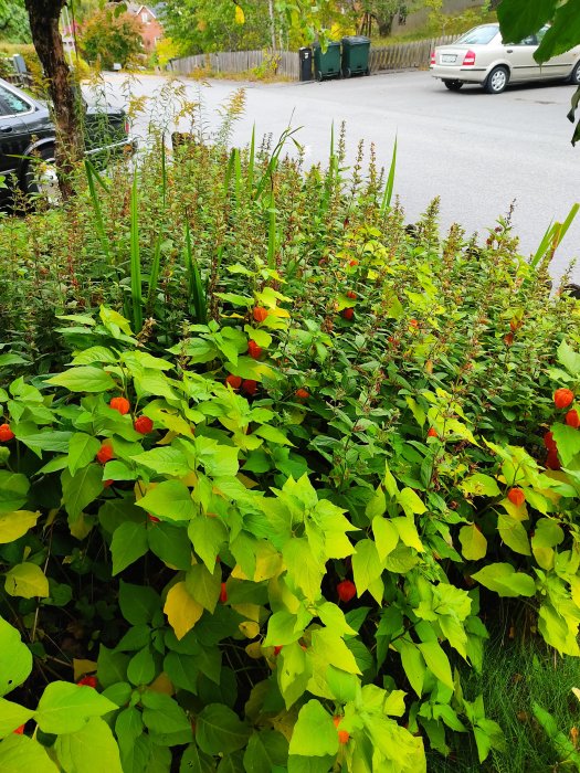 Trädgårdsrabatt med täta gröna växter, japanska lyktor och enstaka gul blomma mot bakgrund av bilar och väg.