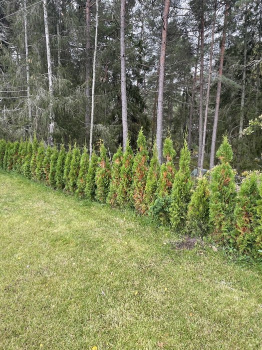 Rad planterade thujor med gröna och brunaktiga blad mot en skogsbakgrund.