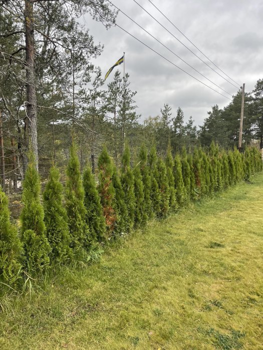 Rad av thujor med browningssymptom längs en gräsmatta, inramad av skog och med en svensk flagga i bakgrunden.