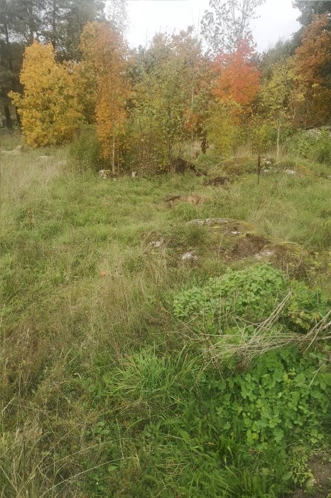 Lätt sluttande tomt med varierad jordmån och synligt berg i Mälardalen, omgivet av höstträd.