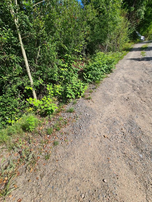 En grusväg längs ett parkslidebestånd som har spridit sig på och över vägen.