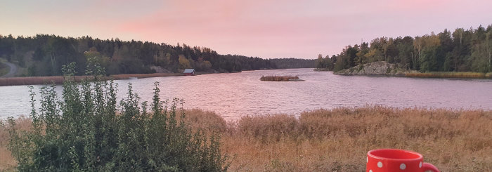 Skymning över en lugn sjö med vass och träd runt, en röd stuga i bakgrunden och en röd kopp i förgrunden.