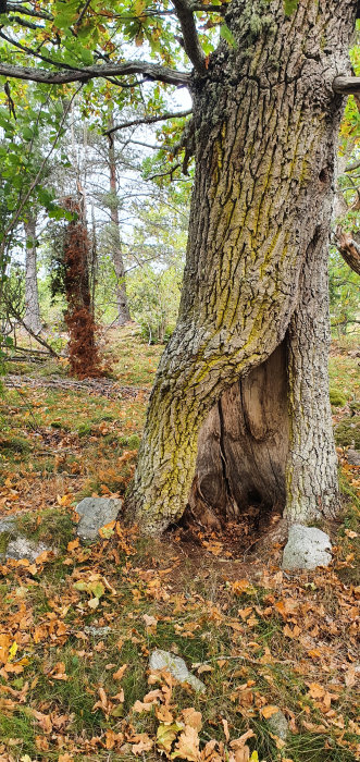 Gammalt träd med ihålig stam omgiven av höstlöv och grönska i skogsmiljö.