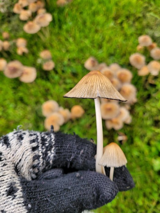 Hand i stickad handske håller två små svampar med en suddig bakgrund av mossa och fler svampar.