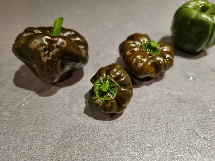 Tre mogna chokladchilifrukter på en grå yta, med variationer i färgen från grönt till brunt.
