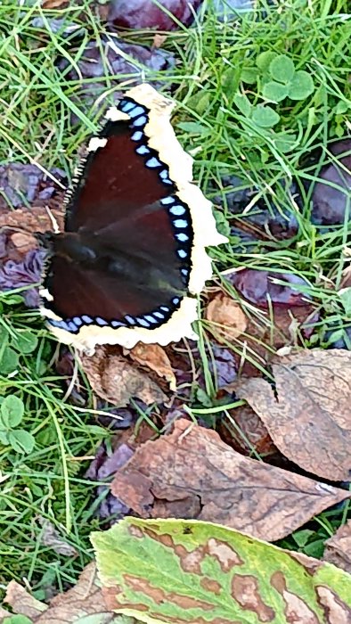 Sorgmantelfjäril på höstlöv och gräs.