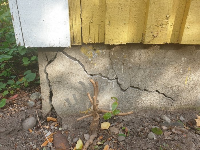 Sprucken grund i hörnet av ett hus med synliga rötter som orsakar skadan.