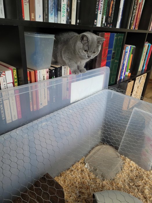 En grå katt som sitter framför en hamsterbur med spån och nätstaket i ett bokhylleregi.
