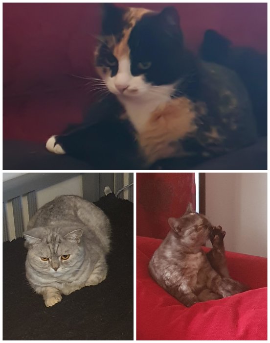 Tre olika katter; en flerfärgad katt som ser bort, en grå katt som sitter ned och en katt som tvättar sig.