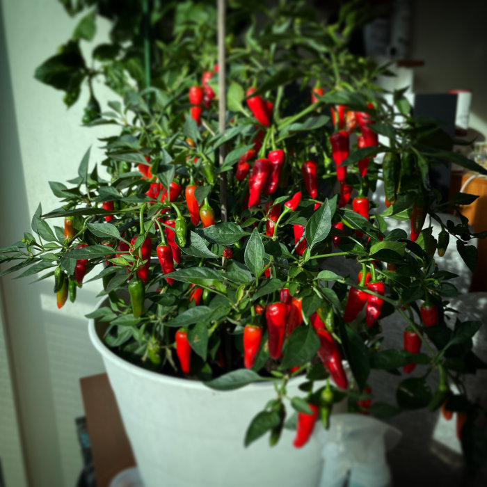 En välvdande chilipepparplanta med röda och gröna chilifrukter i en vit kruka inomhus.