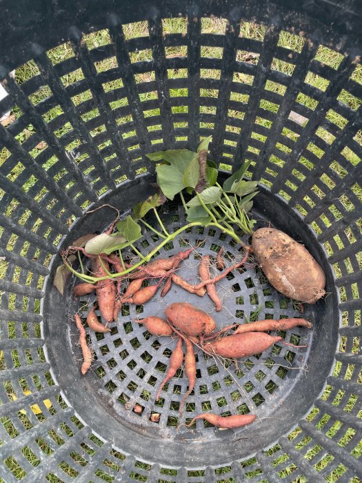 Skördade sötpotatisar i olika storlekar med bladverk i en svart plastkorg, vissa potatisar är små och tunna.