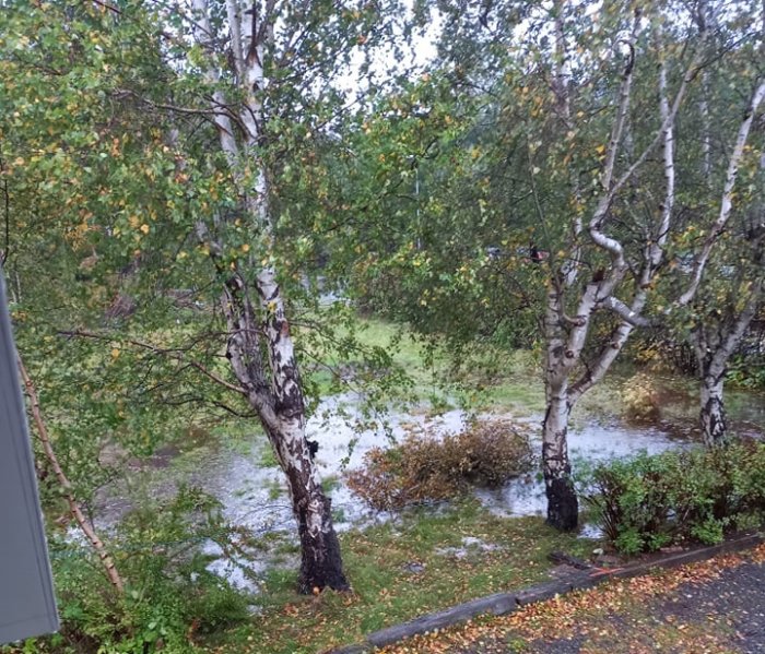 Översvämmad trädgård med vatten som står runt björkträd efter kraftigt regn.