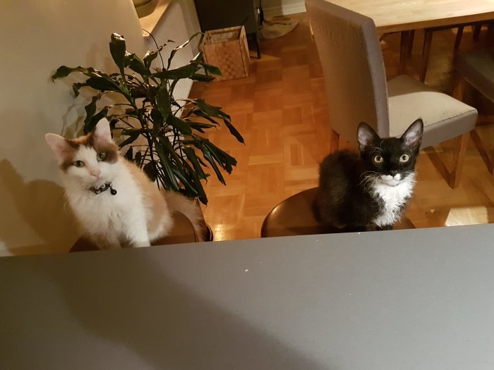 Två katter sitter förväntansfullt på stolar vid ett matbord inomhus.