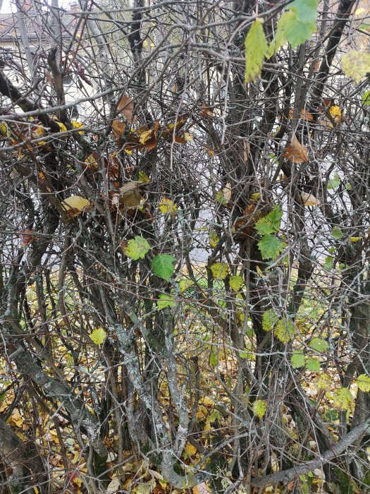 Försummad, tät häck med torra och levande grenar samt några gula löv, i behov av beskärning.