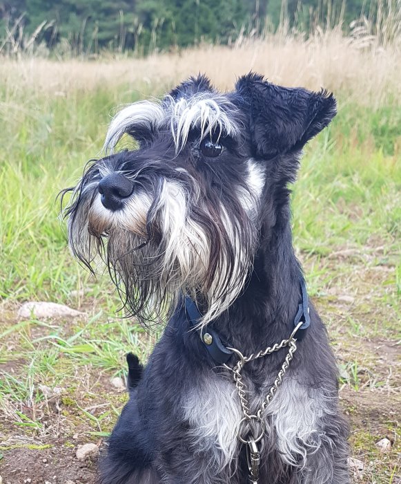 En svart och silverfärgad schnauzer som tittar åt sidan, utomhus med gräsfält i bakgrunden.