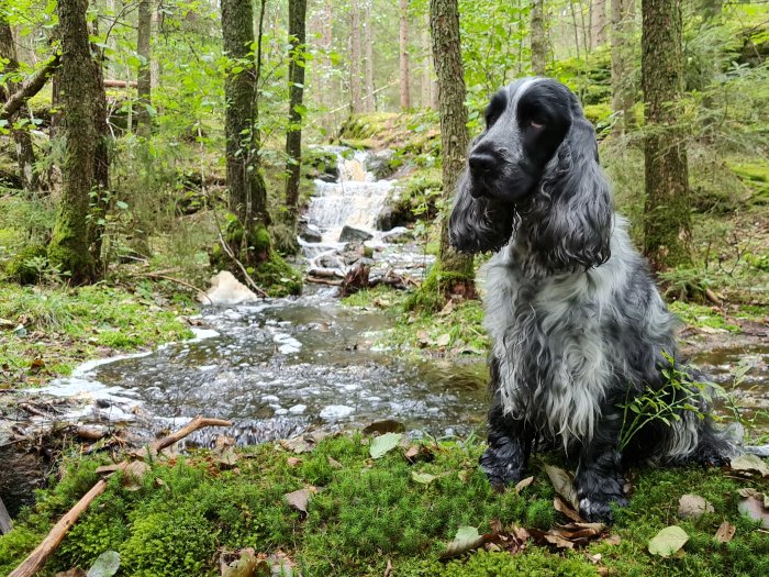 Svart och vit hund sitter nära ett bäck i skogen under hösten.