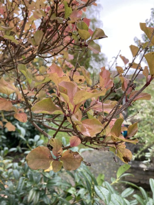 Närbild på lövverk med rosa och gröna nyanser på ett träd i en trädgård.