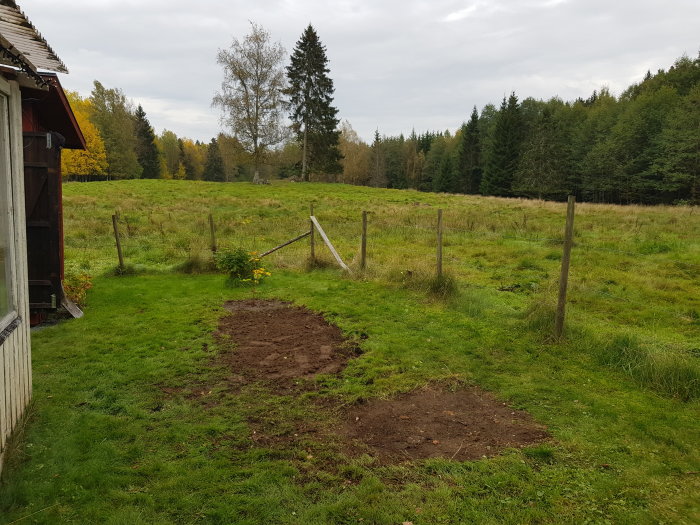 Nyplanterad lönn där gamla komposter stått, bredvid öppet landskap och skog.