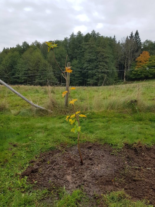 Nyligen planterad ung lönn i jord, omgiven av grönt gräs, med skog i bakgrunden.