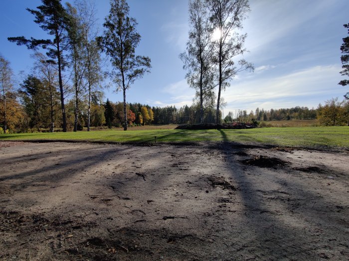 Nyutsädd gräsmatta med tydliga gröna grässtrån, lerig mark i förgrunden och träd under en solig himmel.