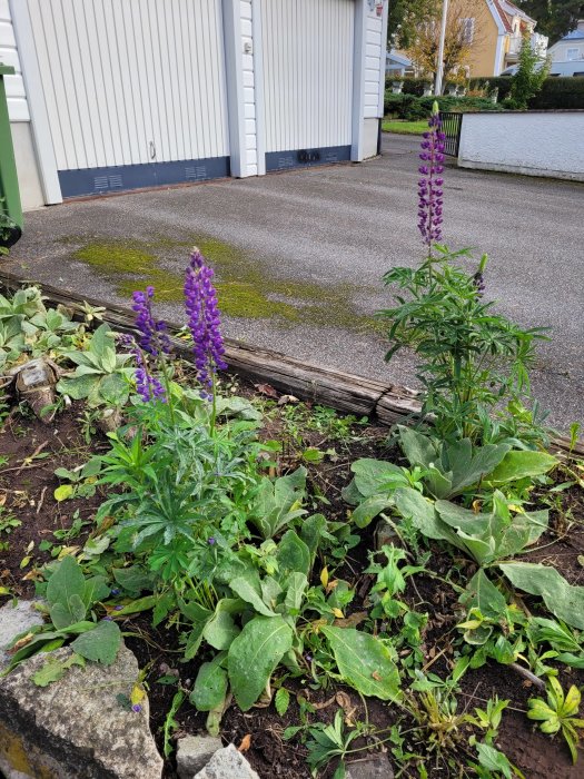 Lila lupiner blommar bland gröna växter vid en grusuppfart och en vit garagedörr.