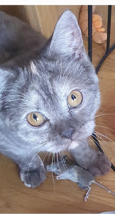 Grå katt med intensiva ögon tittar upp, med en liten mus mellan sina framtassar på ett trägolv.