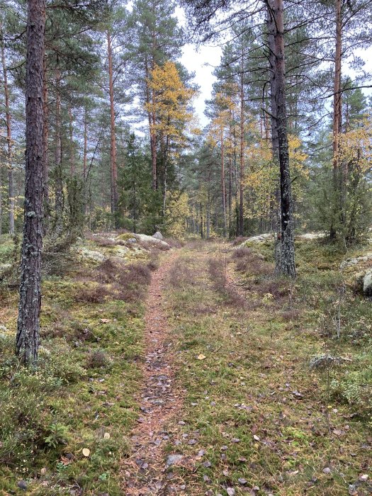 Stig genom en skog med barr- och lövträd under tidig höst.