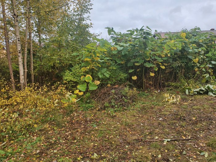 Område med nyligen röjsågade 3 meter höga plantor och bekämpning av växtlighet.