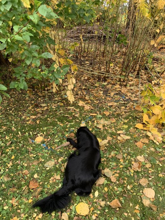 Svart hund gräver på en grästäckt mark med höstlöv och en buskhäck i bakgrunden.