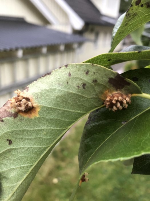 Ungt päronträd med blad som har brunaktiga fläckar och klumpig tillväxt på ytan.