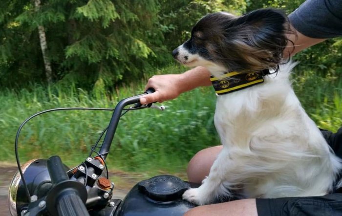 Hund sitter framför föraren på en motorcykel omgiven av grönska.