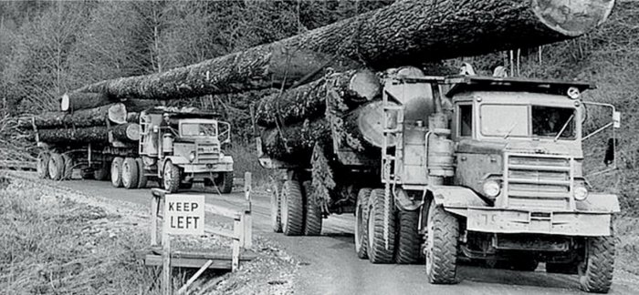 Två lastbilar transporterar en gigantisk trädstam längs en väg vid varningsskylten "KEEP LEFT".