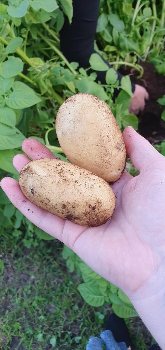 Två färska potatisar med jord på hålls i en hand framför ett grönt potatisland.