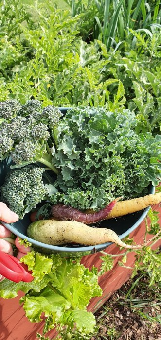 Skördat utbud av grönsaker, inklusive broccoli och mångfärgade morötter, i en skål, vilket visar resultatet av lyckad odling.