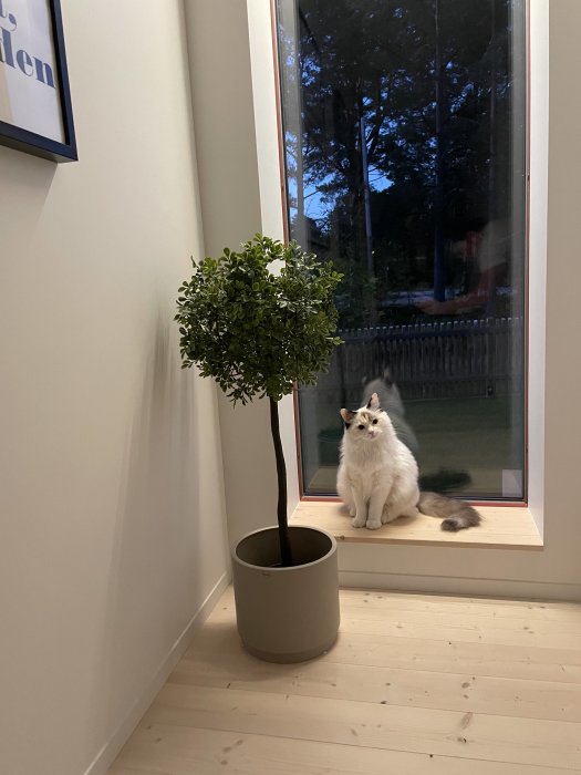 En krukväxt bredvid en vit och beige katt som poserar på ett fönsterbräde inuti ett hus.