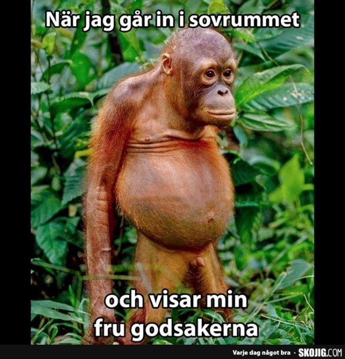 Orangutang som ser förvånad ut bland gröna växter, bildtext hänvisar till humoristisk situation.