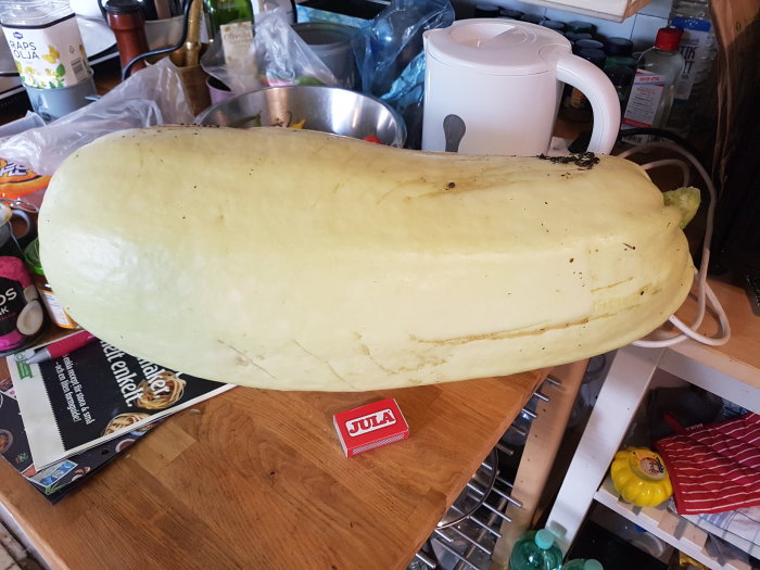 Enorm squash på köksbänk intill en tekokare och köksutrustning.