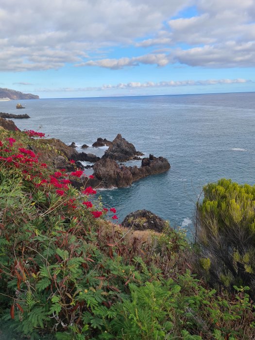 Utsikt över en klippig kust med blommande röda blommor i förgrunden och havet i bakgrunden.