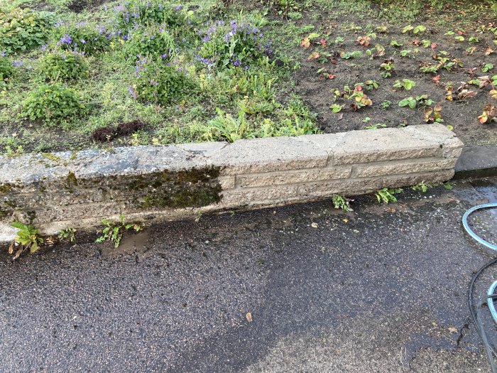 Rengjord mur längs gatan med märkbar skillnad i alger före och efter tvättning.